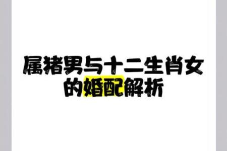 男属猪女属虎婚配是否和谐解析