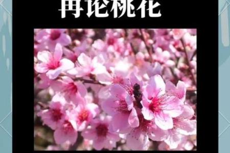 男命双桃花的命运轨迹，如何应对情感波动