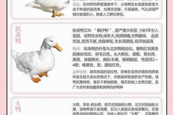 创意十足的鸭子名字推荐 创意十足的鸭子名字推荐