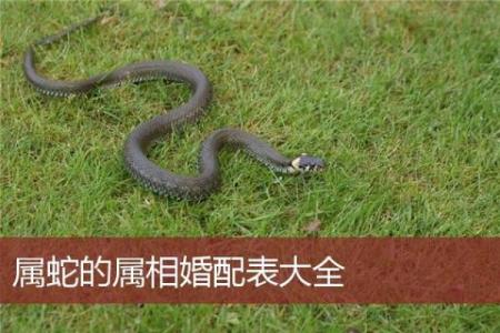 属蛇夫妻能否幸福 生肖蛇婚姻匹配解析