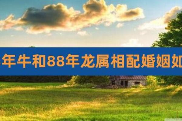 女属牛男属龙的缘分如何？揭秘两者婚姻相配度