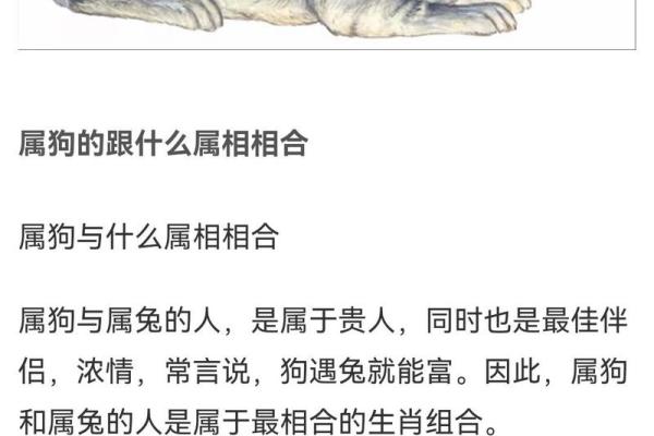 属狗与蛇的配对是否合适?深入解析两者的生肖关系 属狗与蛇的配对是否合适?深入解析两者的生肖关系
