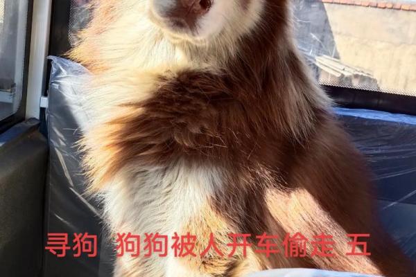 帮你挑选最适合狗狗的男孩名字
