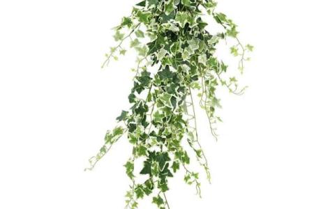 常春藤家居风水：如何通过植物调整居家能量
