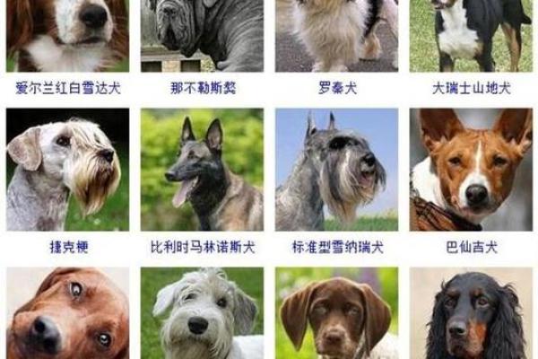 宠物名字大揭秘,最搞笑的狗名字榜单 宠物名字大揭秘,最搞笑的狗名字榜单