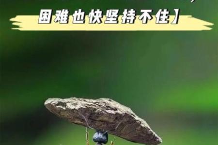 从老碌命看人生困境 如何突破困境获得新生