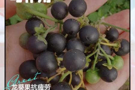 玳瑁五行属什么？解读它的独特能量与象征意义
