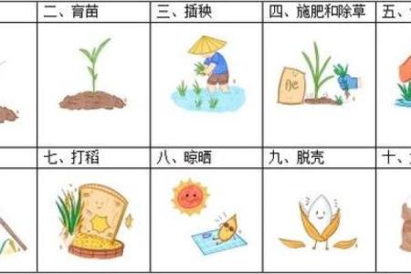 不同大米名字背后的故事