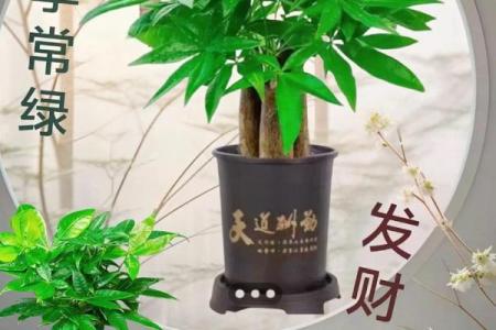 打造吉祥家居的风水秘诀