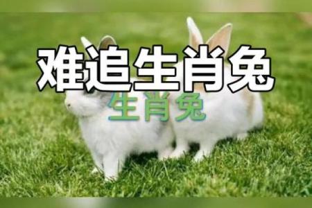 从生肖看男马女兔婚姻：缘分与挑战并存