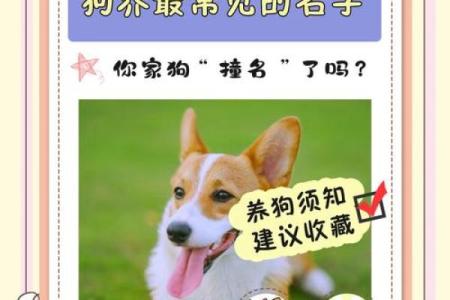宠物名字大揭秘，最搞笑的狗名字榜单