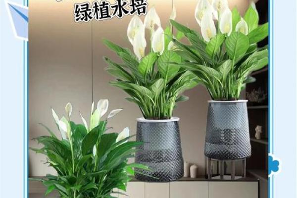 白掌在办公室摆放的风水讲究