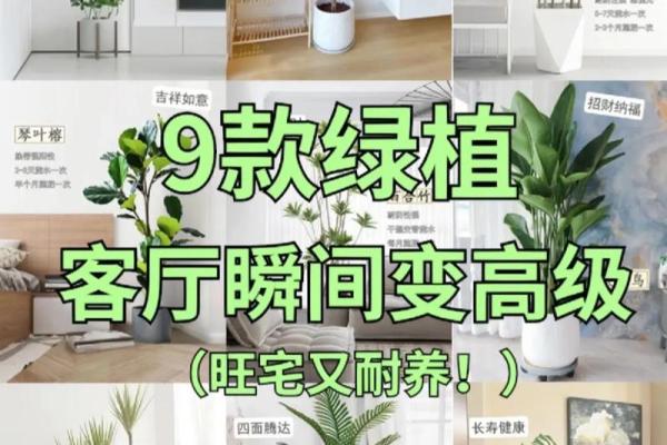 成华区家居风水植物助你打造和谐生活空间 成华区家居风水植物助你打造和谐生活空间