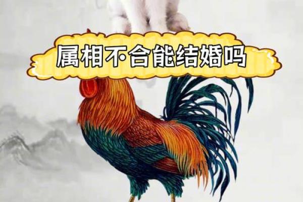 属马属兔能否成为完美伴侣?深度剖析 属马属兔能否成为完美伴侣?深度剖析