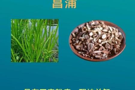 菖蒲在家居风水中的象征意义与作用