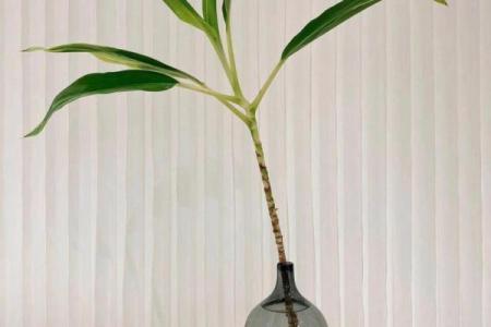 办公楼大厅风水植物推荐 改善气运与环境氛围
