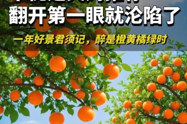 从橙的名字看色彩与情感的关系