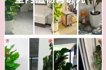 厨房风水布局：植物的选择与摆放禁忌