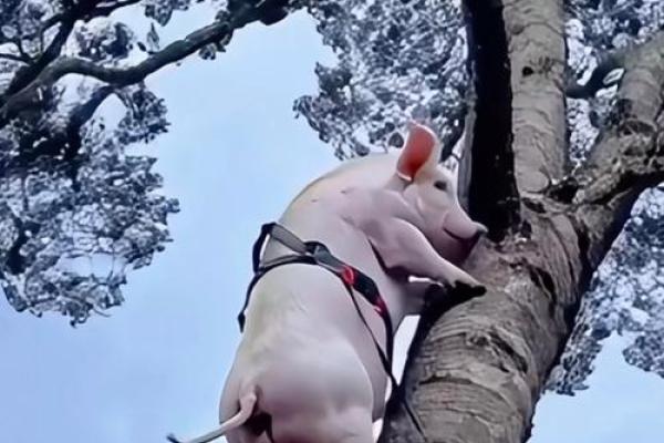 解读两猪相配婚姻中的性格契合与挑战 解读两猪相配婚姻中的性格契合与挑战