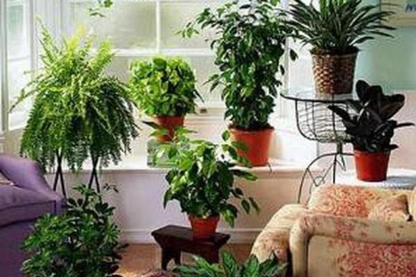 办公室植物选择与摆放的风水禁忌与建议