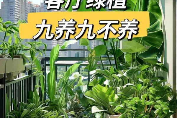 办公室风水如何通过植物增运 办公室风水如何通过植物增运