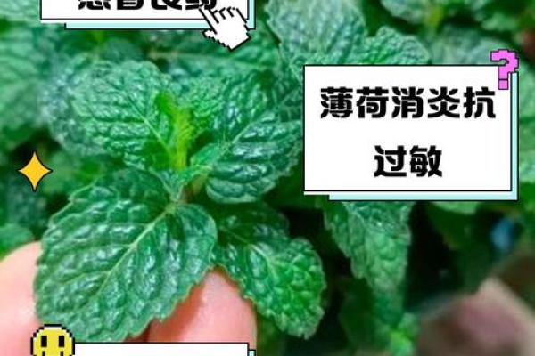 薄荷的家居风水效果：提升运势与净化空气的双重功效