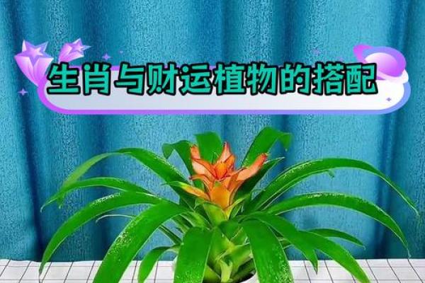打造财运风水的最佳植物选择 打造财运风水的最佳植物选择