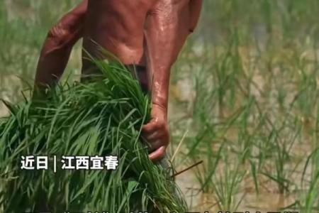 从劳作到命运：探究双手背后的不易
