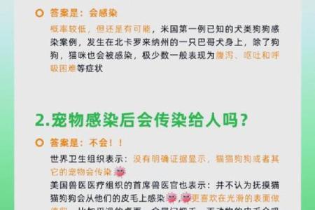宠物与五行：如何根据五行调理宠物的健康与运势