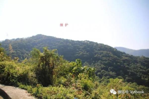 办公楼栽树风水常见误区及其解决方法
