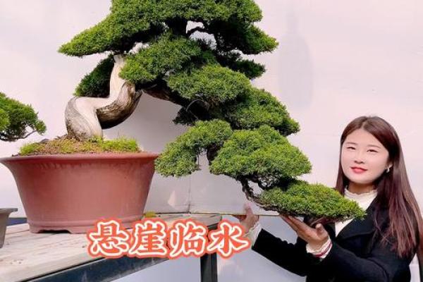 侧柏木在风水中的招财进宝效果与摆放技巧 侧柏木在风水中的招财进宝效果与摆放技巧