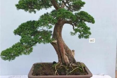 侧柏木在风水中的招财进宝效果与摆放技巧