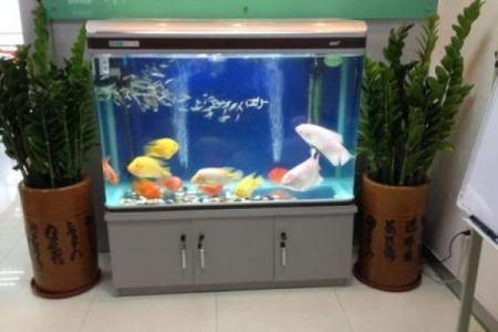 楚雄家居风水鱼缸公司让你居家运势更旺盛