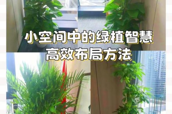 风水学视角下如何选择办公室植物 风水学视角下如何选择办公室植物