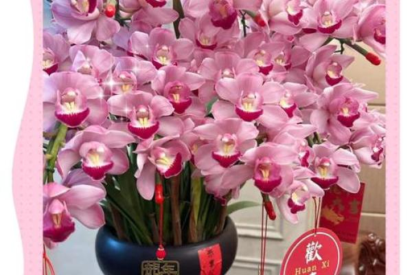春节选花风水指南，助你迎接好运