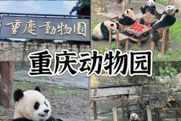 从动物园名字看品牌魅力,打造独特园区形象 从动物园名字看品牌魅力,打造独特园区形象