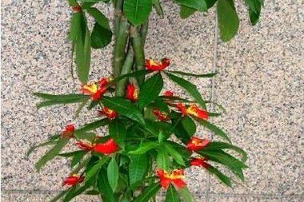 打造财运之地:地下室种植招财树的风水指南 打造财运之地:地下室种植招财树的风水指南