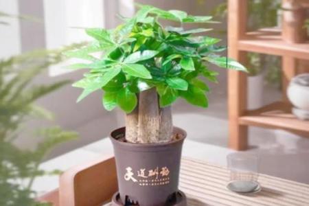办公室摆件风水禁忌及选择技巧