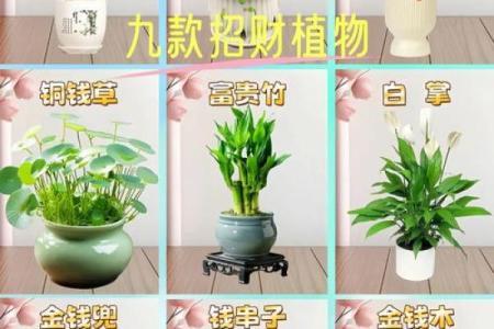 掌握办公室绿植风水 让你的职场运势更顺畅