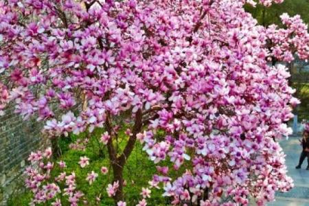 春节选花风水指南，助你迎接好运