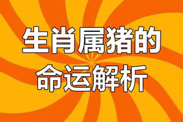 猪年运势如何?运程大揭秘 猪年运势如何?运程大揭秘