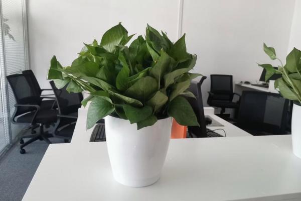 办公室摆放植物与风水的关系 办公室摆放植物与风水的关系