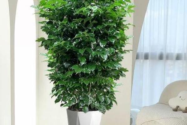 办公室摆放植物与风水的关系 办公室摆放植物与风水的关系