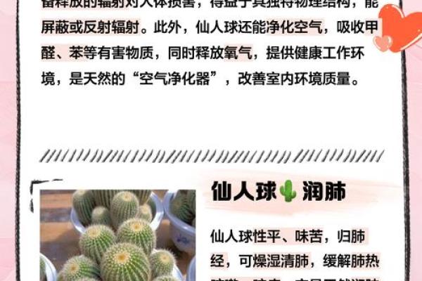 办公室风水必备:仙人球的风水学意义 办公室风水必备:仙人球的风水学意义