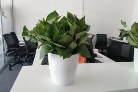 办公室摆放植物与风水的关系