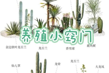 办公室风水必备：仙人球的风水学意义