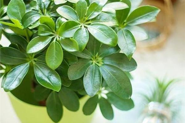 助力职场运势的办公室植物与风水法则
