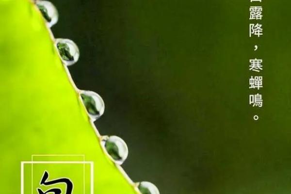 白露节气五行属性揭秘，如何影响我们的生活和健康