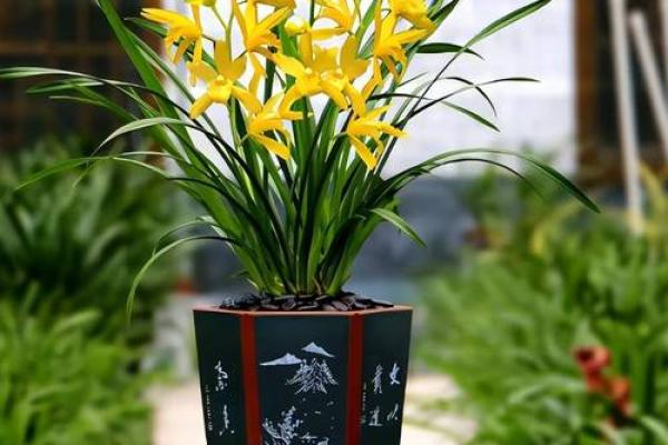 办公室摆放兰花的风水禁忌与吉祥寓意 办公室摆放兰花的风水禁忌与吉祥寓意