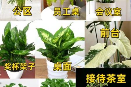 助力职场运势的办公室植物与风水法则